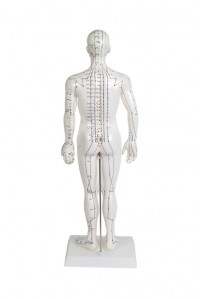 Modelo Anatómico de Cuerpo Humano Masculino 50 cm: 361 puntos de acupuntura y 80 puntos curiosos